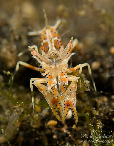 A tiger in Lembeh by Mona Dienhart 